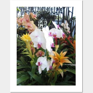 Colorful Orchids in Front of Wrought Iron Gate Posters and Art